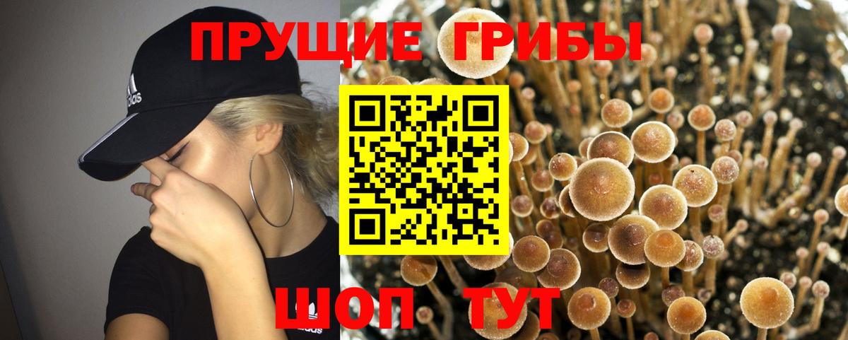 Черкесск  Галлюциногенные грибы Psilocybe  Вход с VPN  Псилоцибиновые грибы прущие грибы 